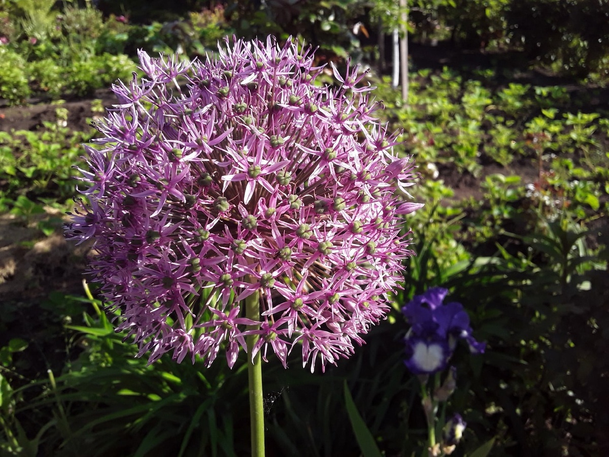 Портрет лука Гладиатор