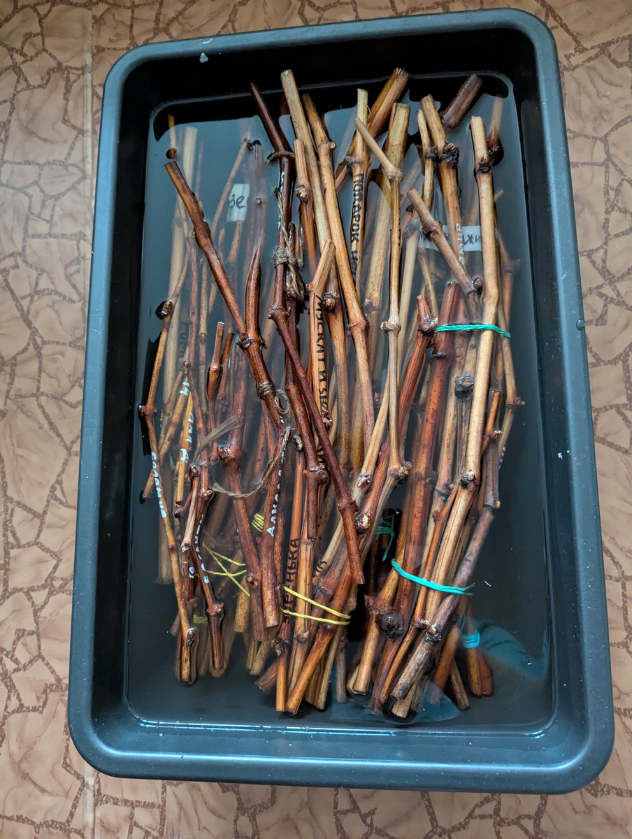 Процесс вымачивания