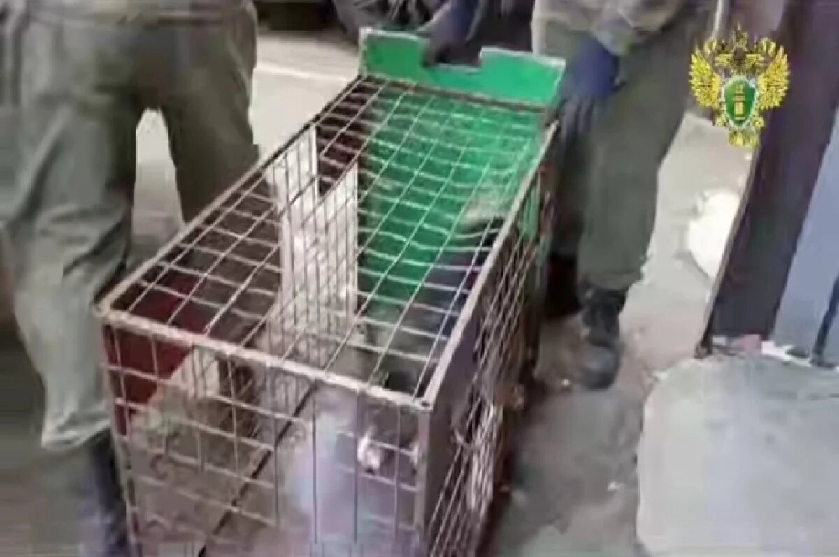    В квартире, где проживали владельцы, находилось более шести крупных собак и кошек