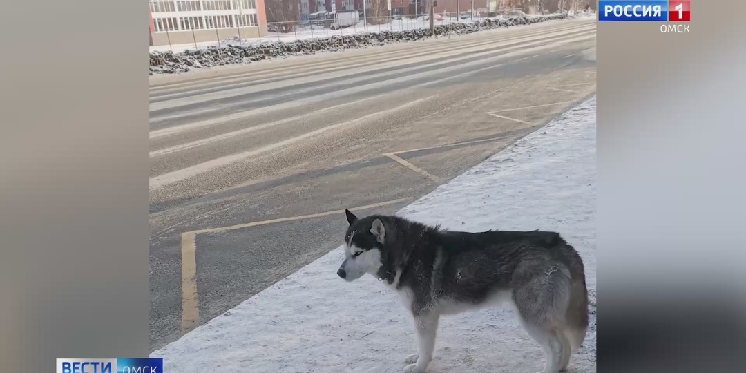 В Омске вновь появился местный Хатико