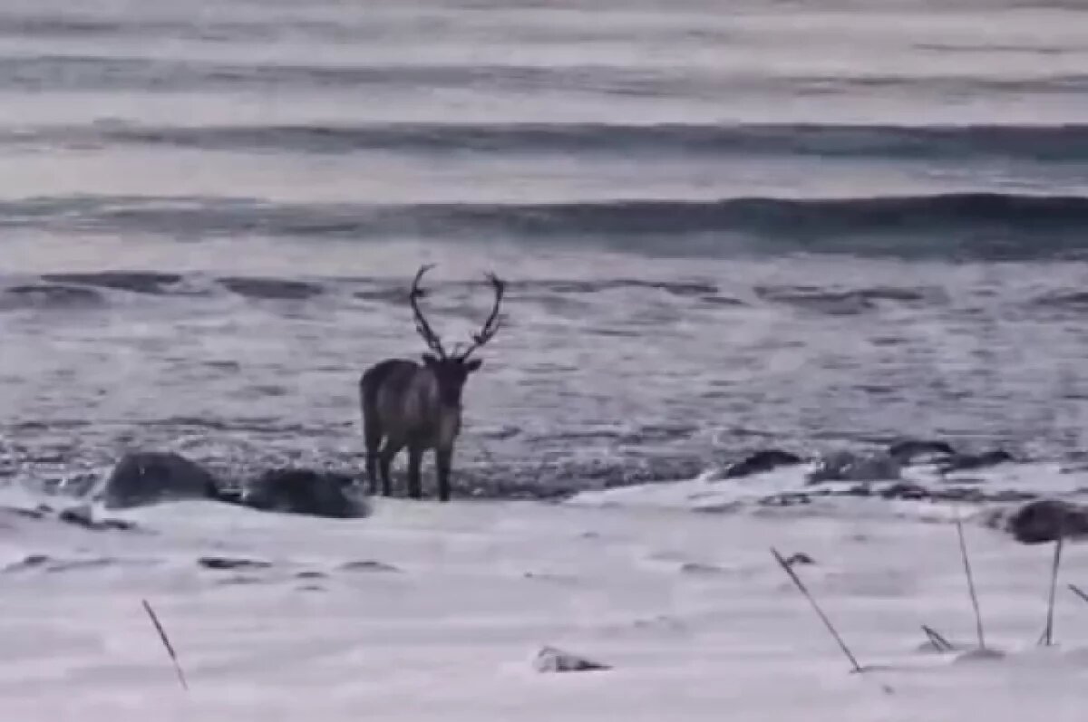    Самка северного оленя пришла к океану поесть водорослей на Камчатке
