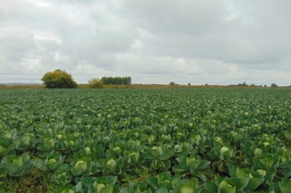    В Россельхознадзоре рассказали, как правильно выбрать семена капусты