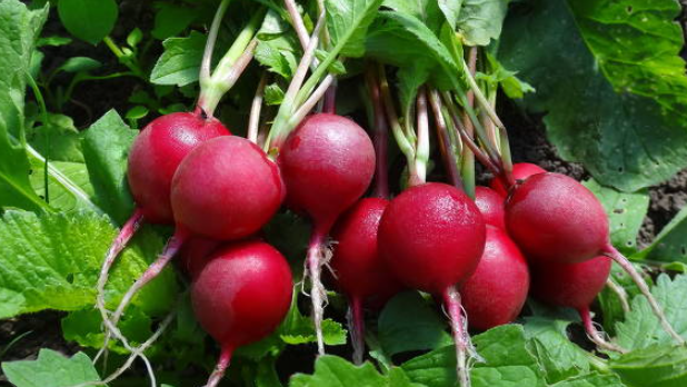 Результат нового метода выращивания - крупный редис без пустот и горечи