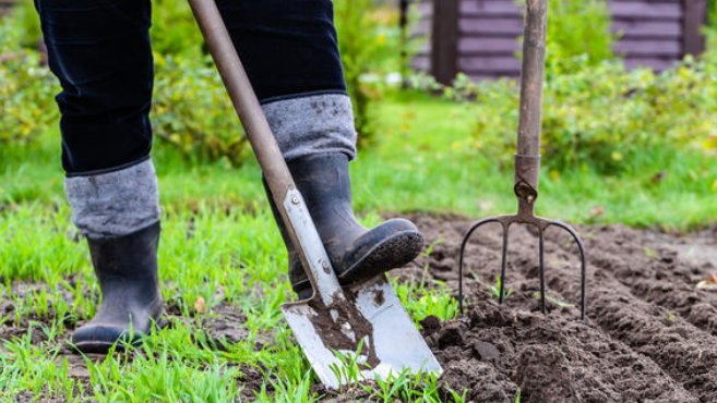 Правильное расстояние между растениями - главное условие получения крупных корнеплодов