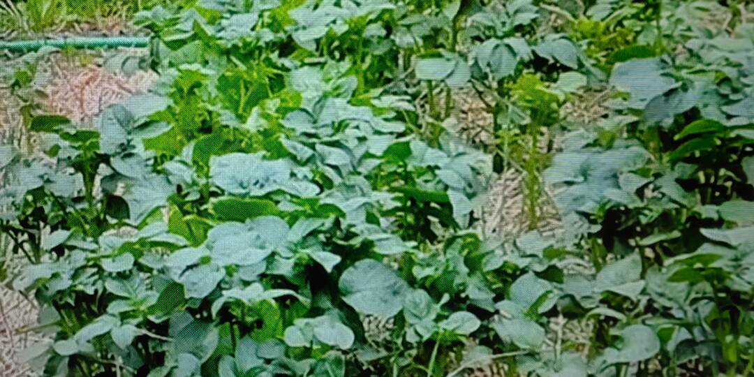 Мульча для картофеля: что советуют ученые, а что — мои грядки