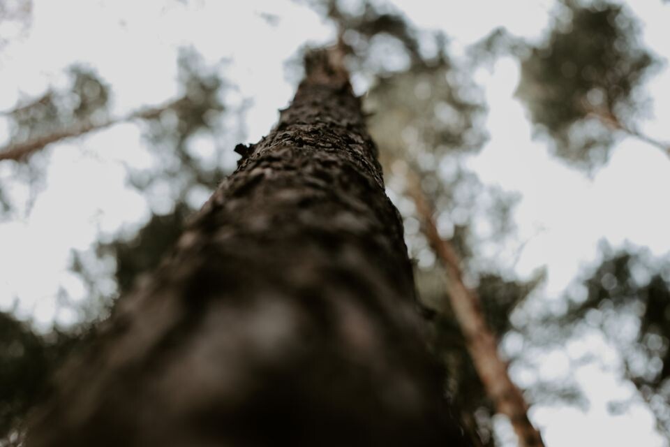    Лес. Деревья. Источник: Анна Меньшикова