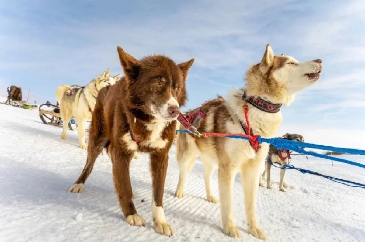    Более 50 тысяч гостей ждет Салехард на День оленевода