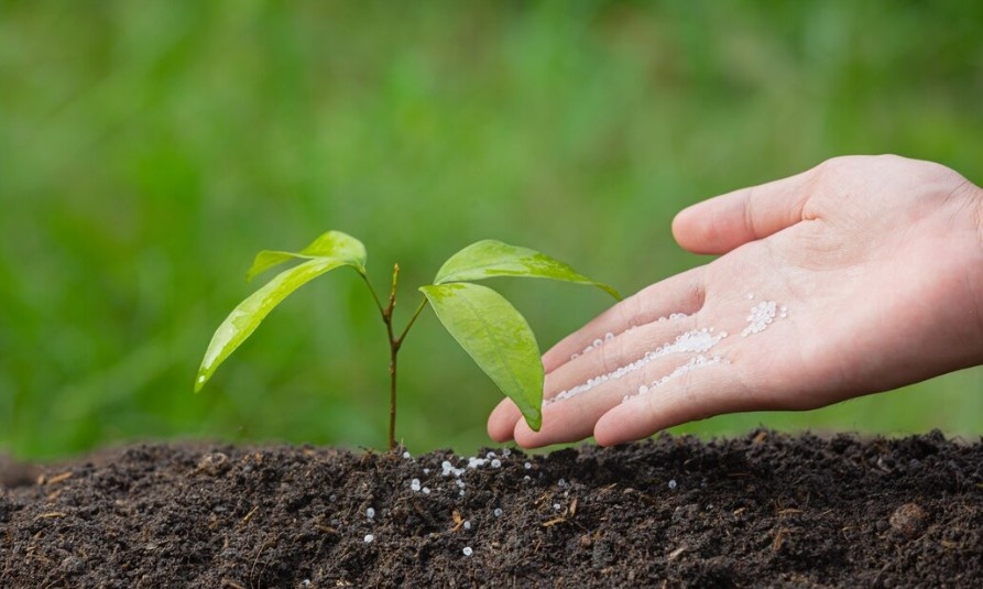 Фото: Яндекс Картинки