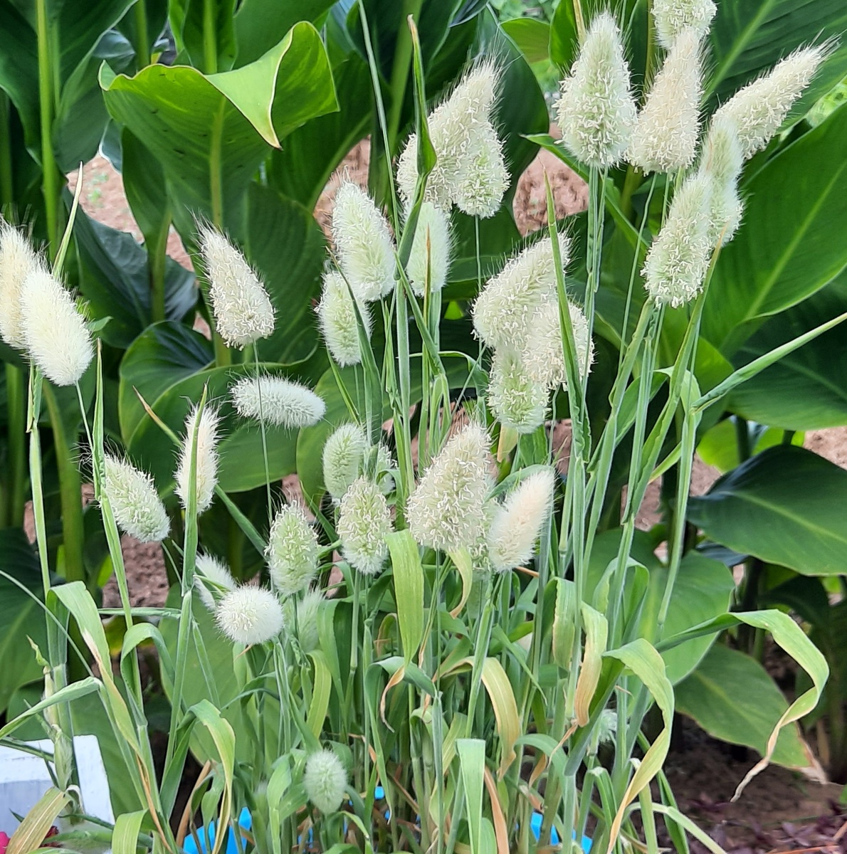 Лагурус в сентябре.