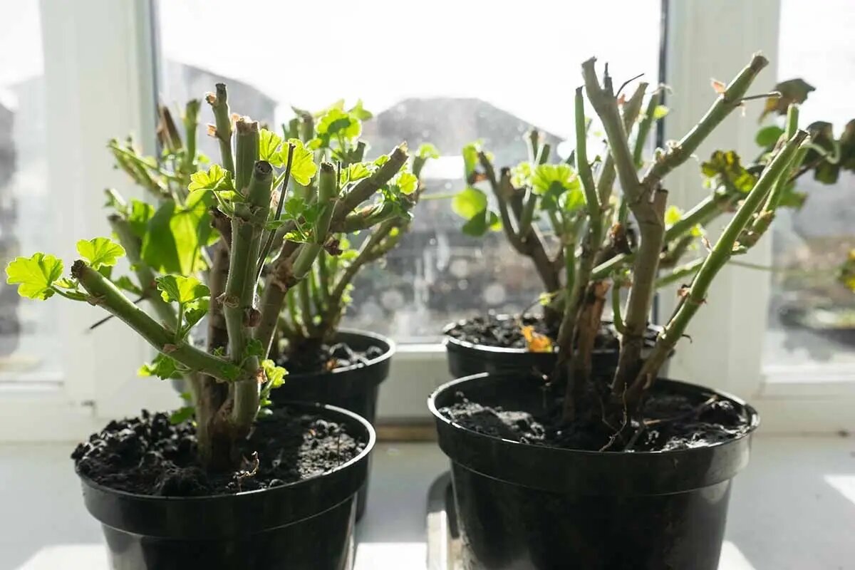 После правильной обрезки герань становится ещё красивее во время цветения