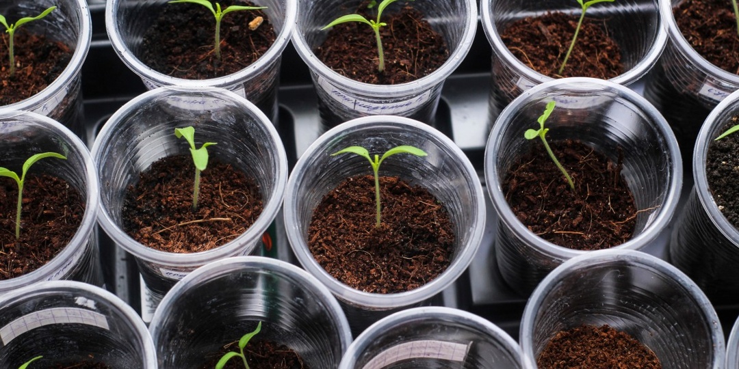 Отличный способ посева томатов. Крепкие корни и крепкая рассада без пикирования