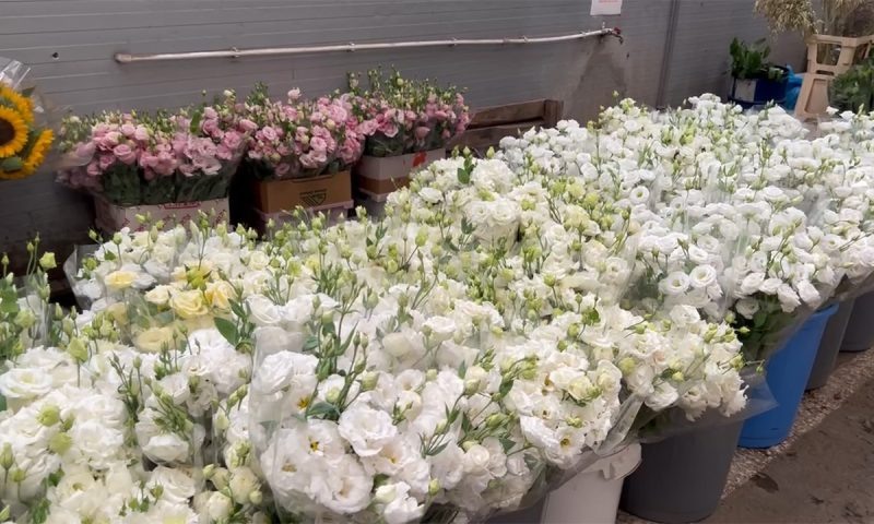    Видео канала «Кубань 24»