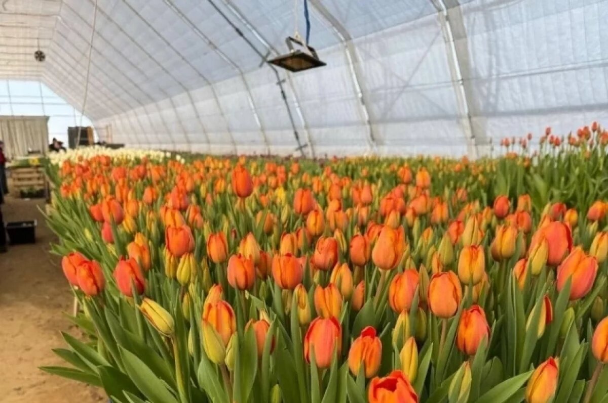    В новом тюменском центре к 8 Марта вырастили 50 тысяч тюльпанов