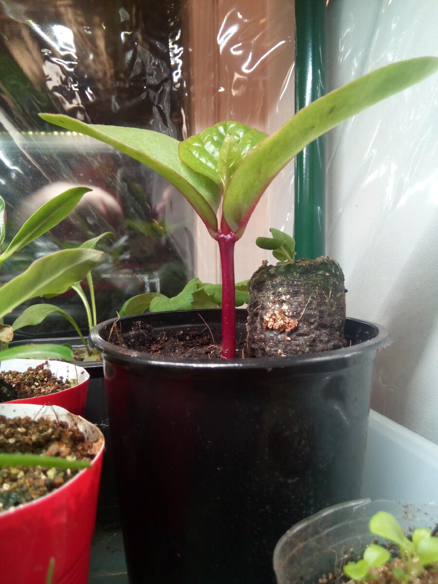 Всход базеллы, первый настоящий лист. 