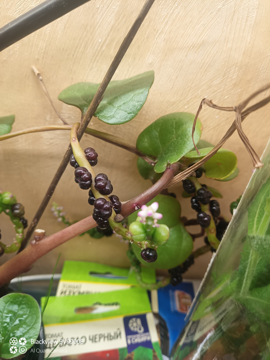 Цветочки и плодочки