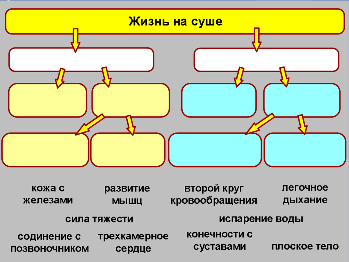 Вот это задание. Идея взята из учебника Биология. 7 класс. Учебник / Вахрушев А.А., Бурский О.В., Раутиан А.С.