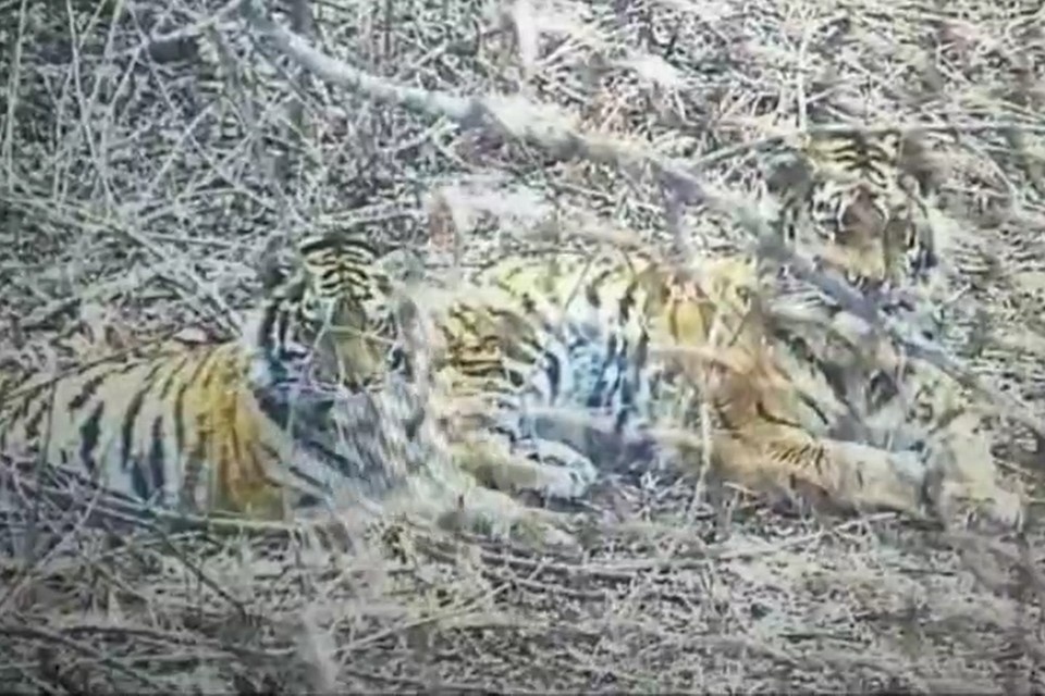    Брат и сестра из Дальнереченского МО в реабилитационном центре. Фото: МРОО "Центр Тигр"