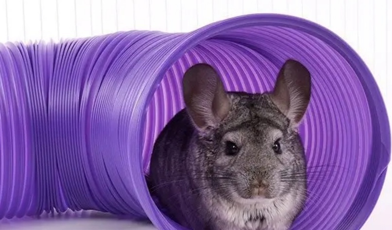 Туннель может быть не только игрушкой, но и местом для сна.