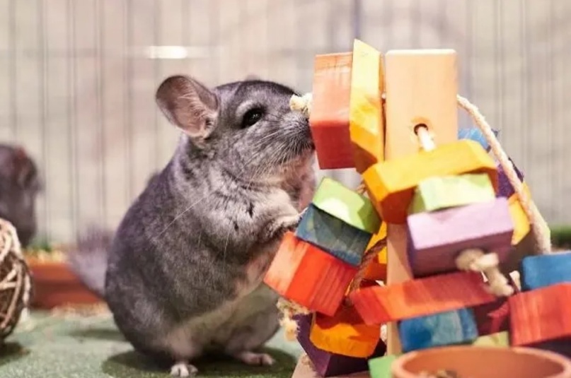 Основные виды игрушек