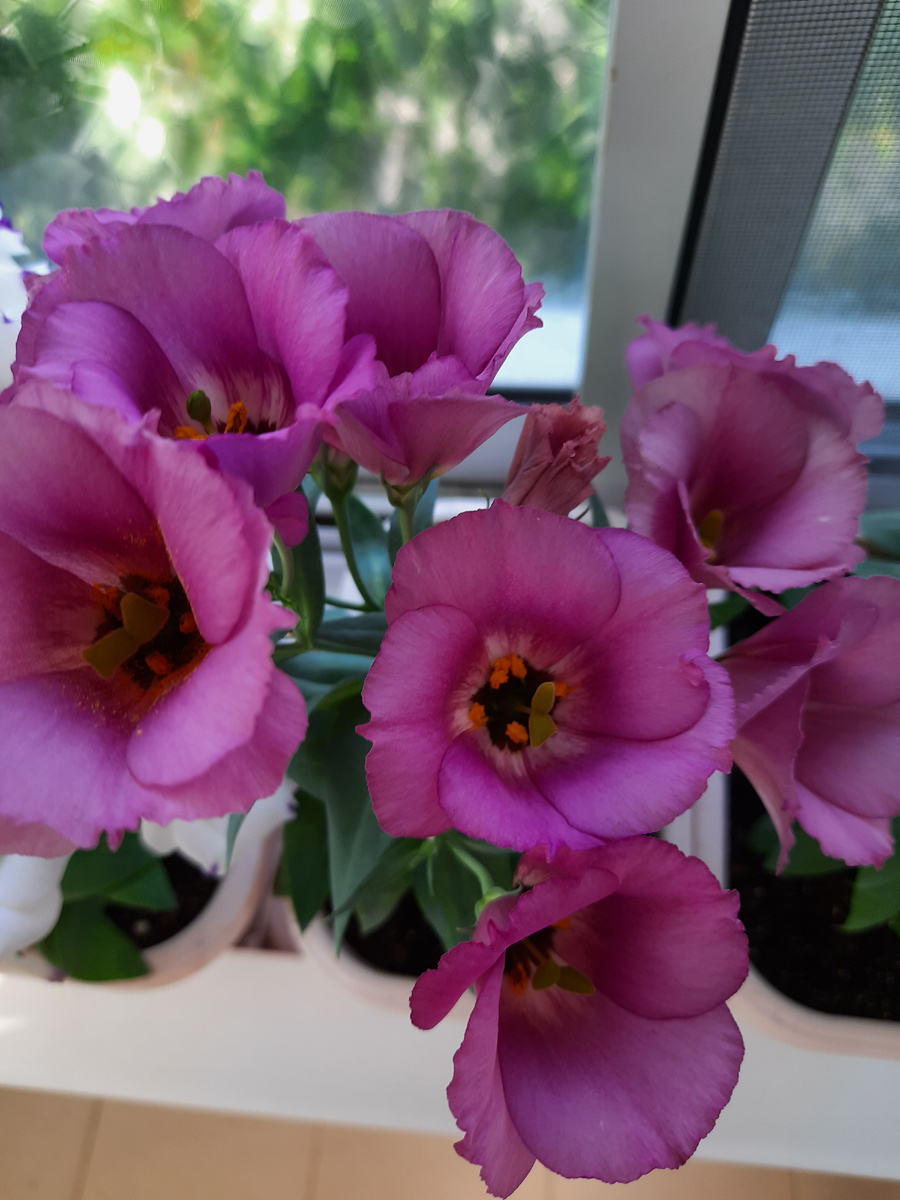 Пример цветения 2024г