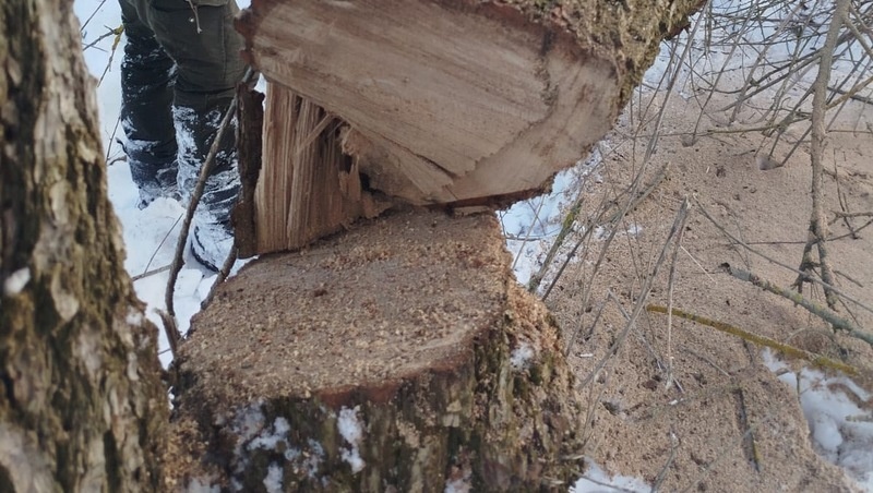      Фото: полиция СК