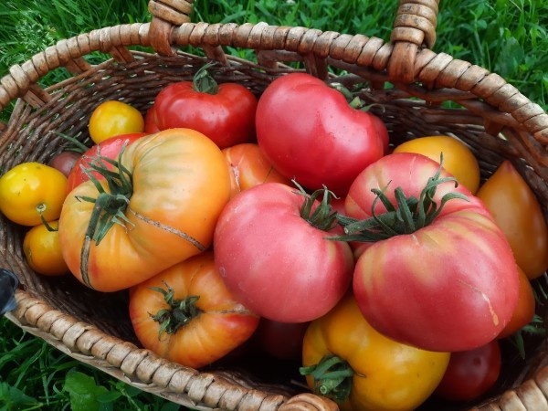 Томаты-2025. Трудный выбор. Какие сорта и гибриды томатов буду выращивать