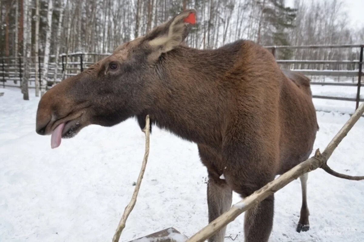    Убивший лося 41-летний браконьер из Перми пытался обмануть полицию