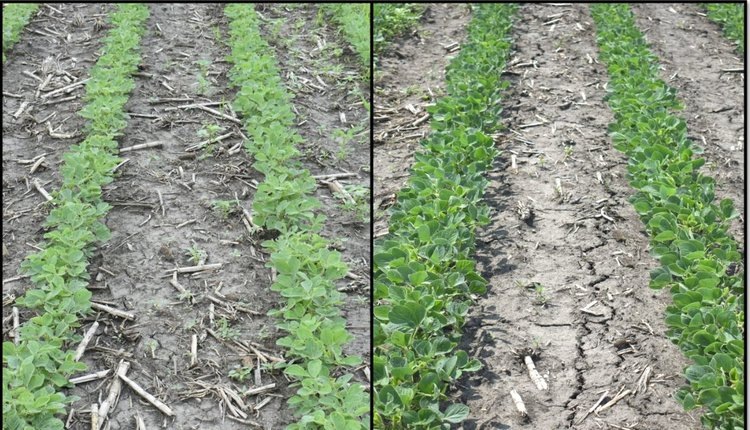    Гербицидная защита сои при ранней посадке