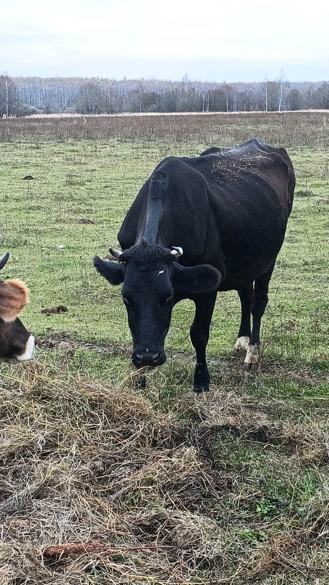 Кнопка, она же Клопик, она же ХлОпушка 