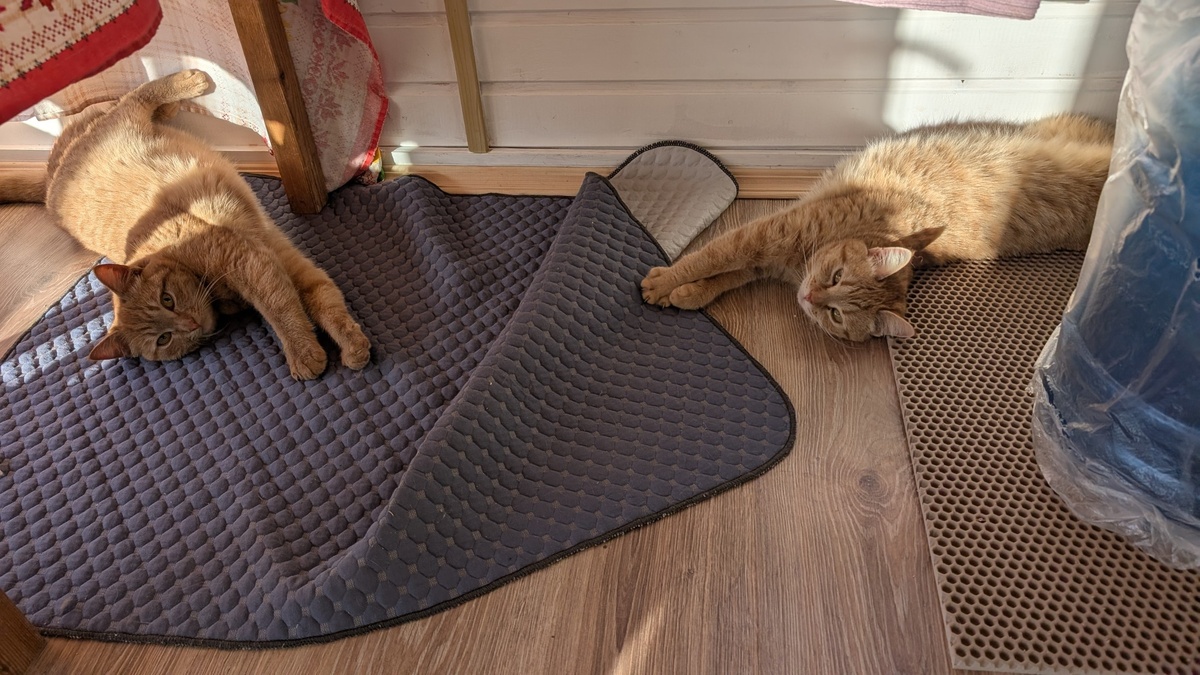 Котики на базе отдыха "Модная коза".