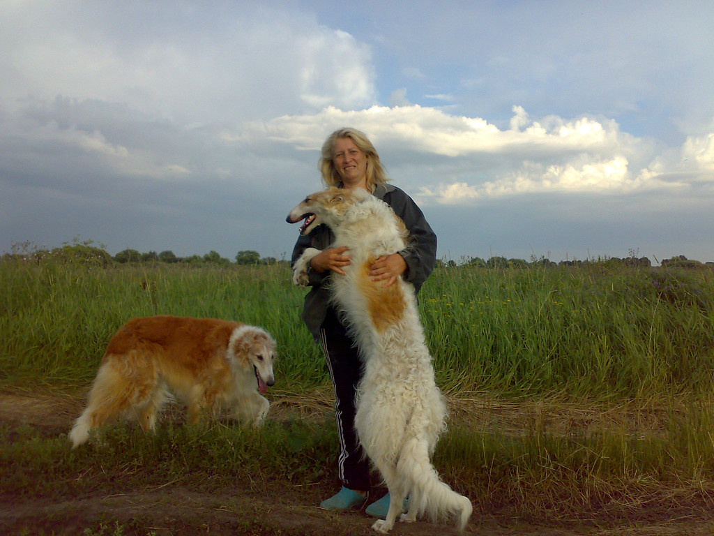 Мои борзые.