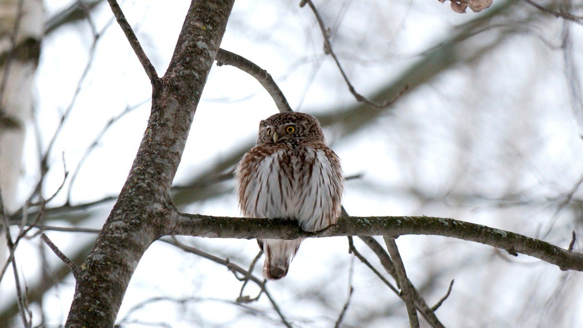    Фото: телеграм-канал Павла Глазкова «Каждой твари по паре».
