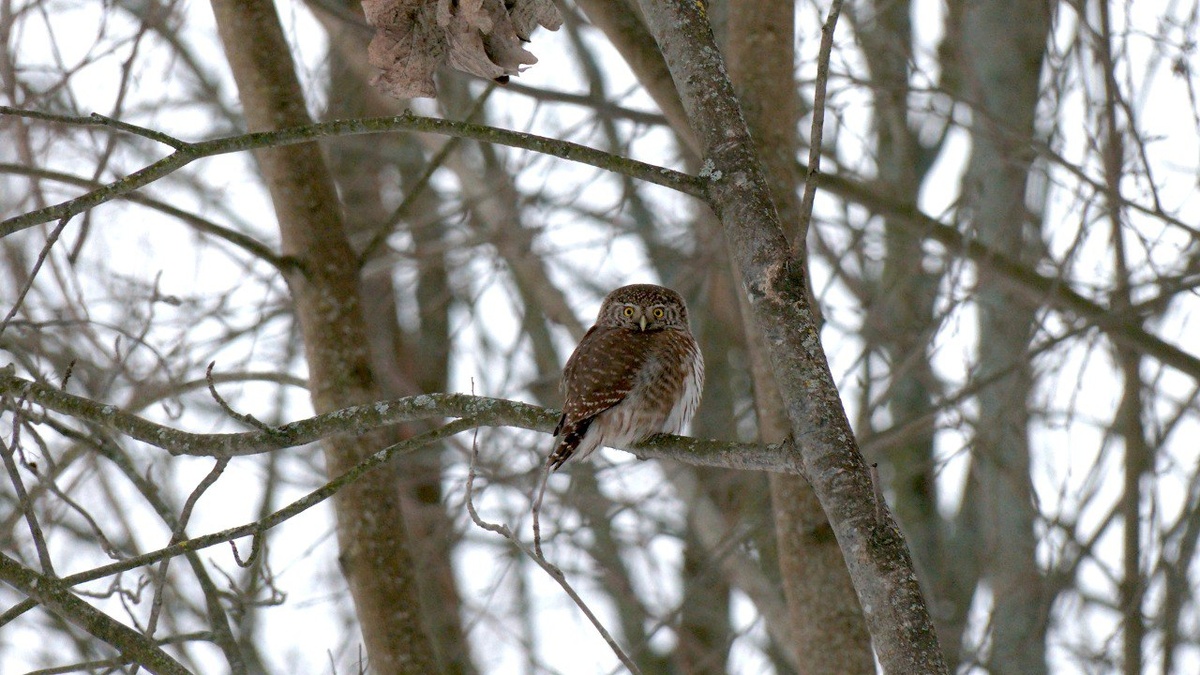    Фото: телеграм-канал Павла Глазкова «Каждой твари по паре».