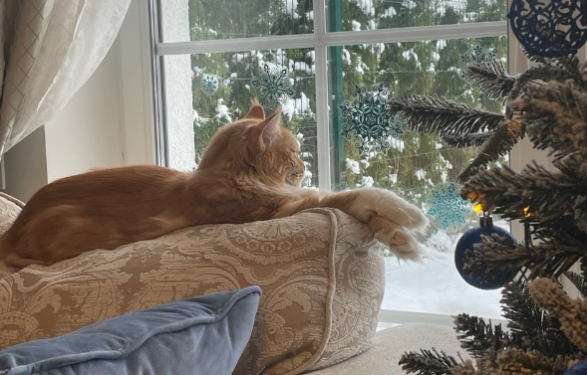 Кошка Аврора - невольная участница событий.