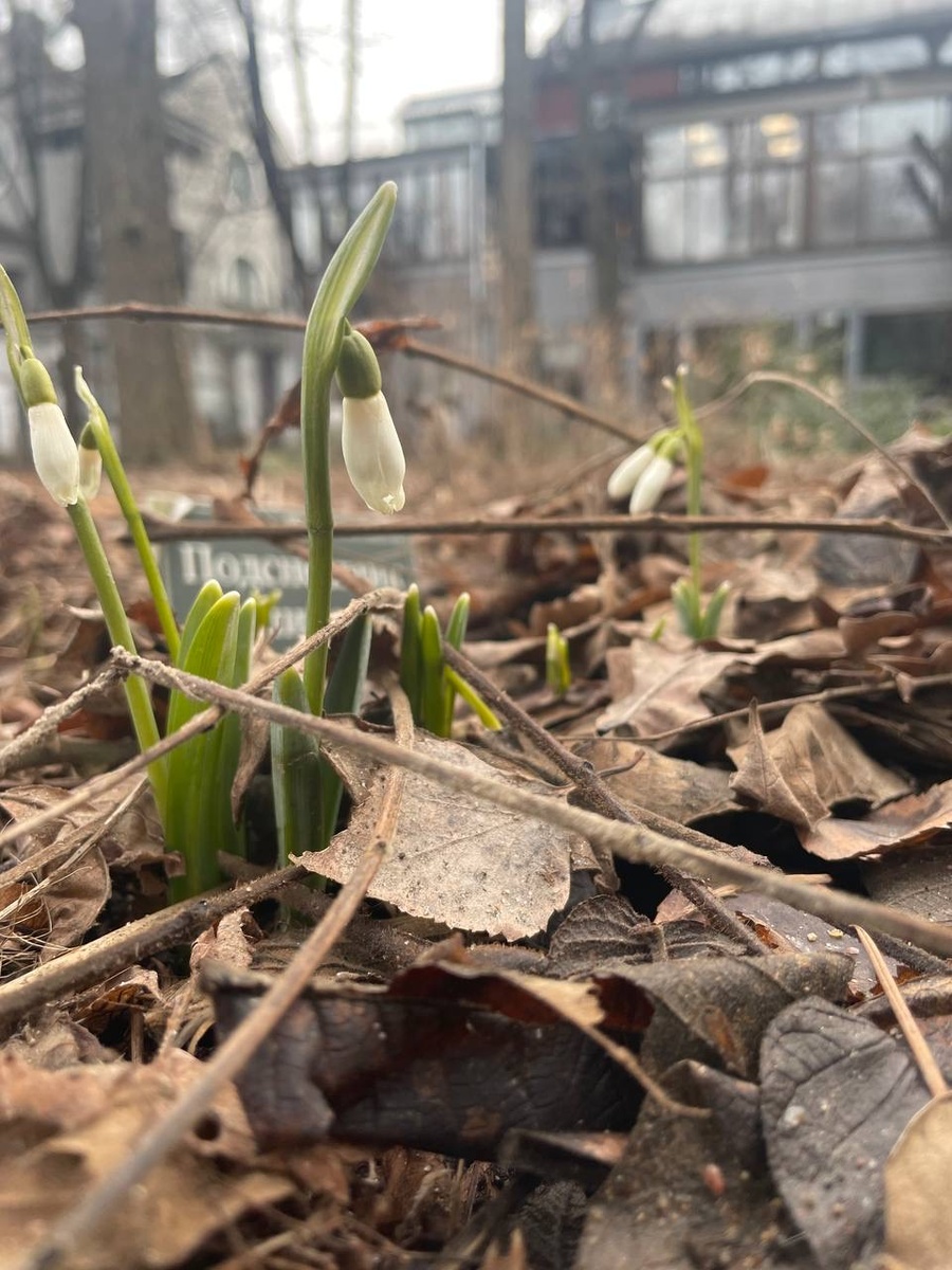 И 12 месяцев звать не пришлось… подснежники в теневом саду