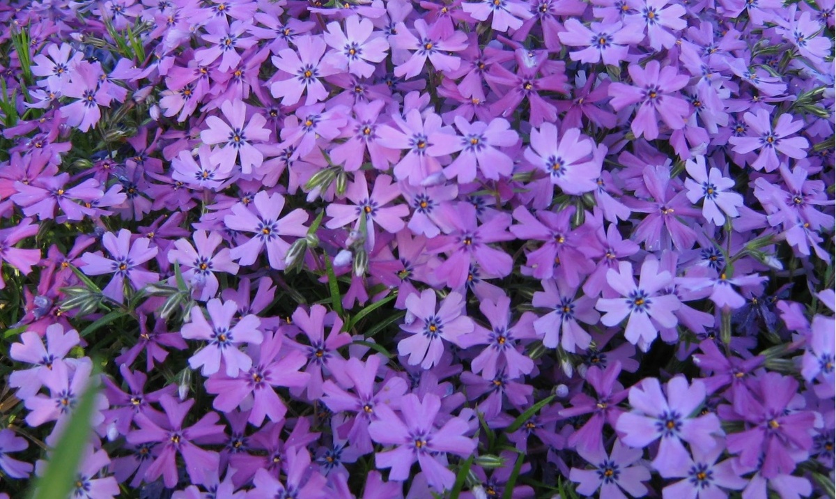 Флокс шиловидный