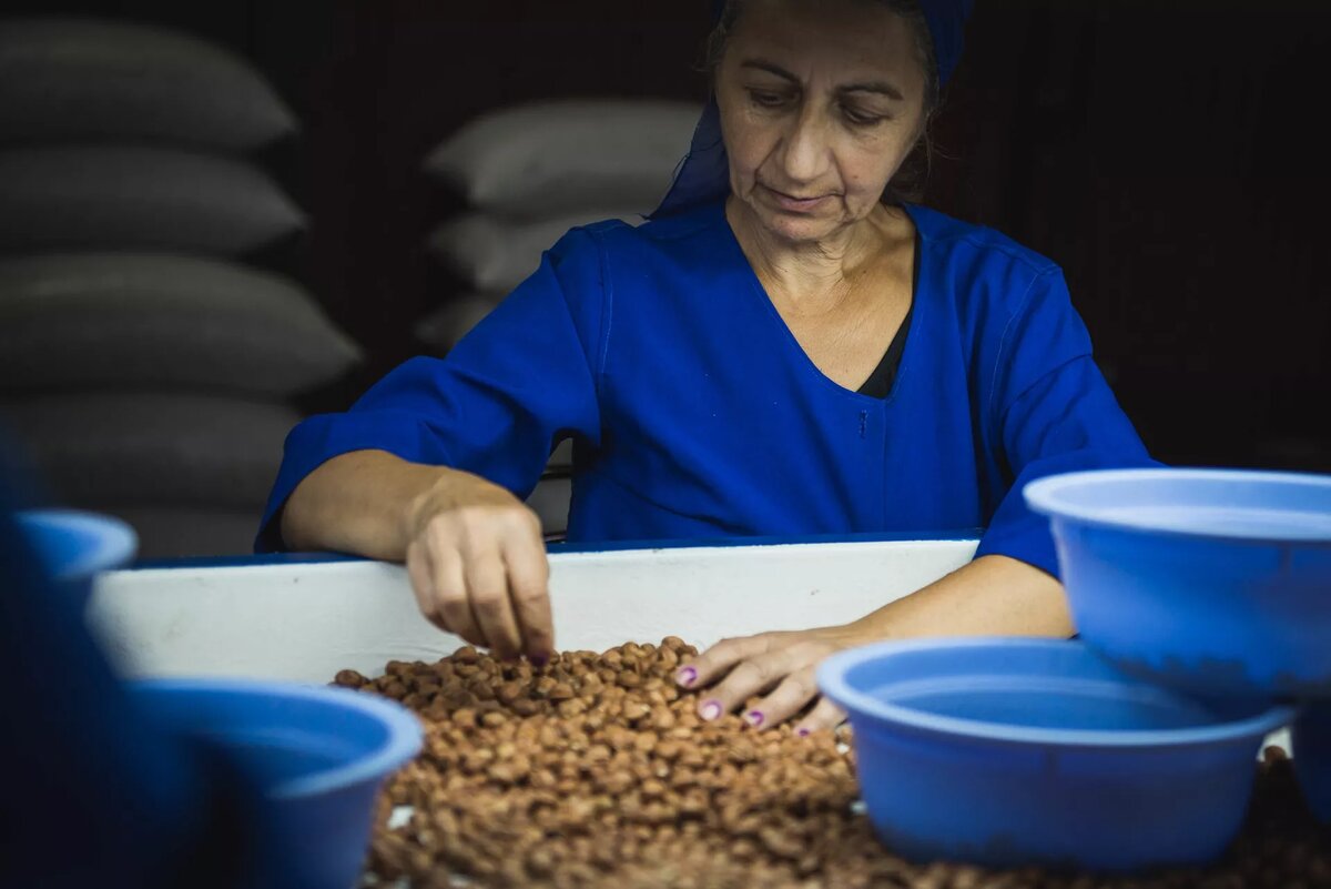 Производство фундука в Грузии
© photo: Sputnik / Stringer