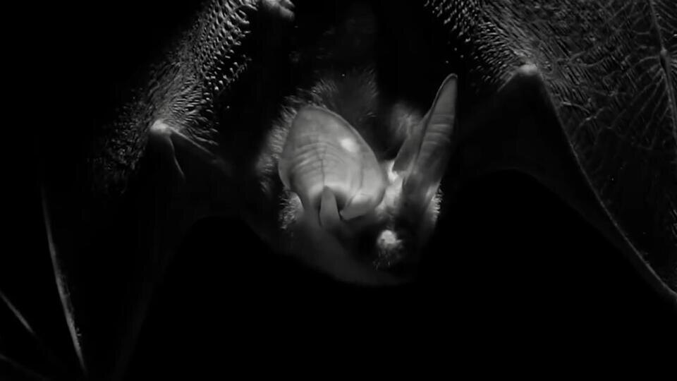 Фото: © Кадр из программы "Загадки человечества", РЕН ТВ