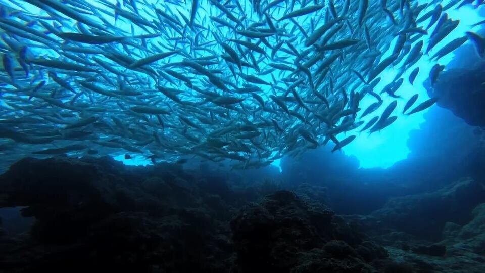 Фото: © Кадр из программы "Загадки человечества", РЕН ТВ