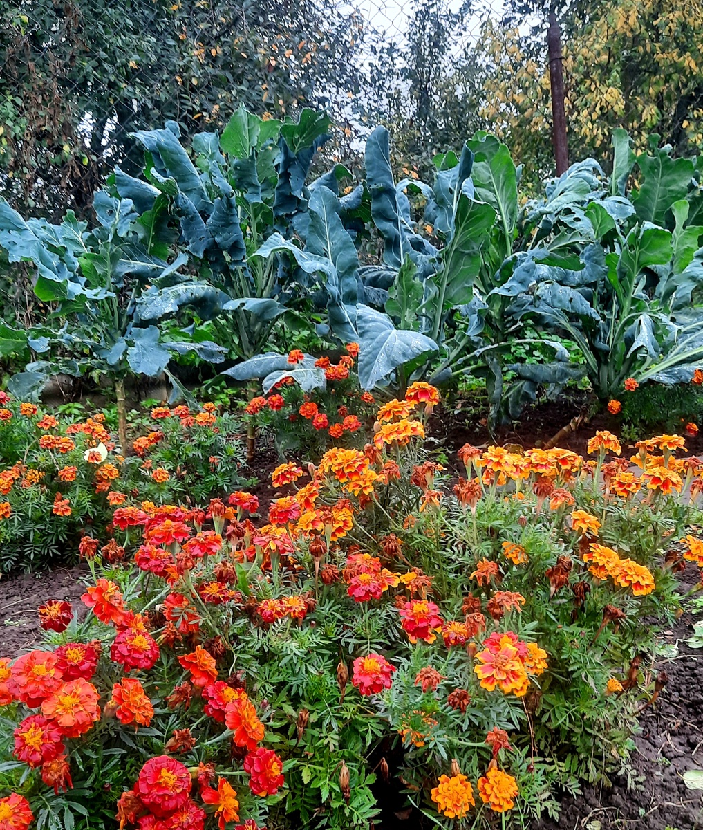 Фото автора. Бархатцы и неудавшаяся капуста, 2024г. 