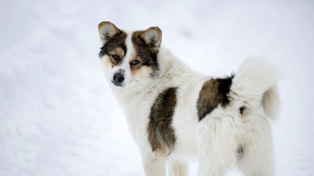    Фото: Юлия Чудинова/«Ямал-Медиа»
