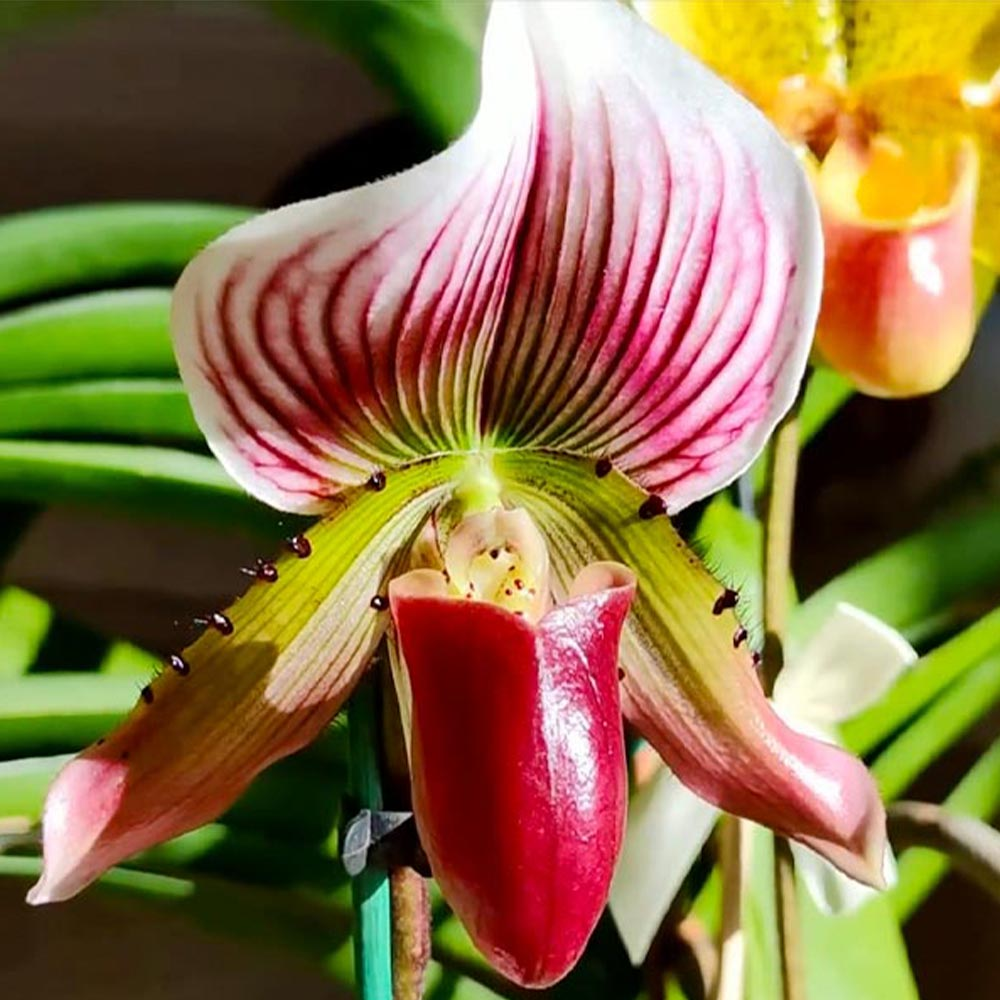 Орхидея Венерин Башмачок