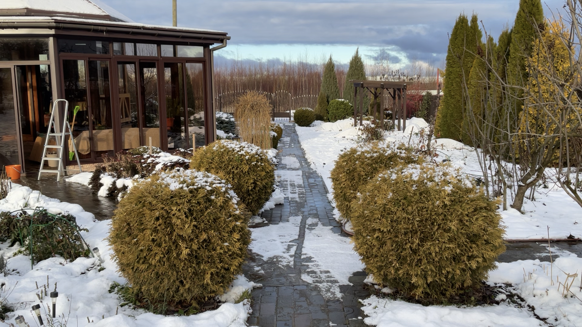 Шаровидная туя Голден Глоб