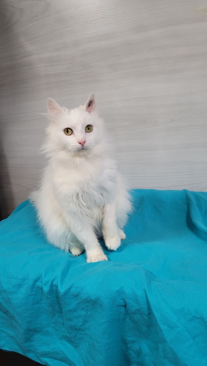 Кошечка с монастыря 