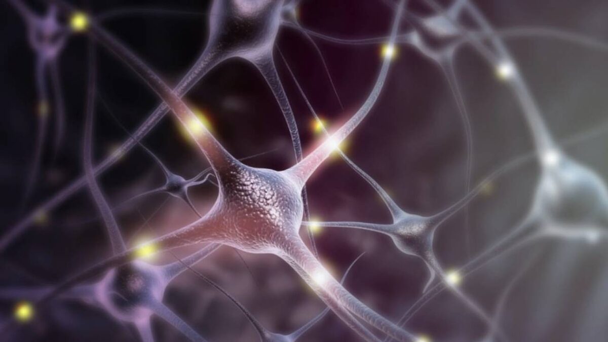 Новые нейронные связи