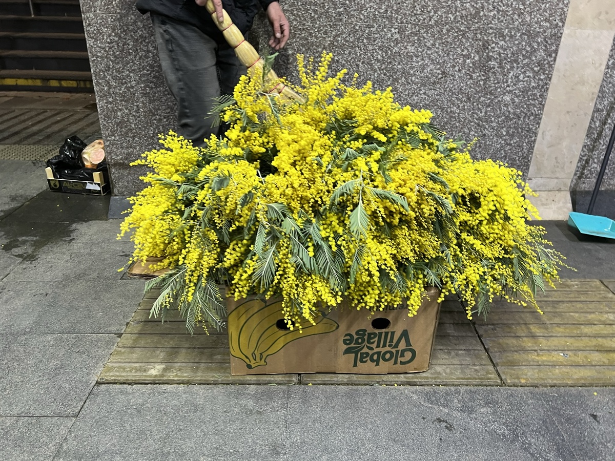 Мимоза год назад в Сочи. За 100 рублей взяли тогда приличную охапку!