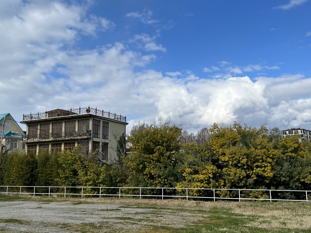 Адлер - февраль 2024, растет-красавица бесплатно!