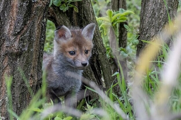 Фото из Яндекса 