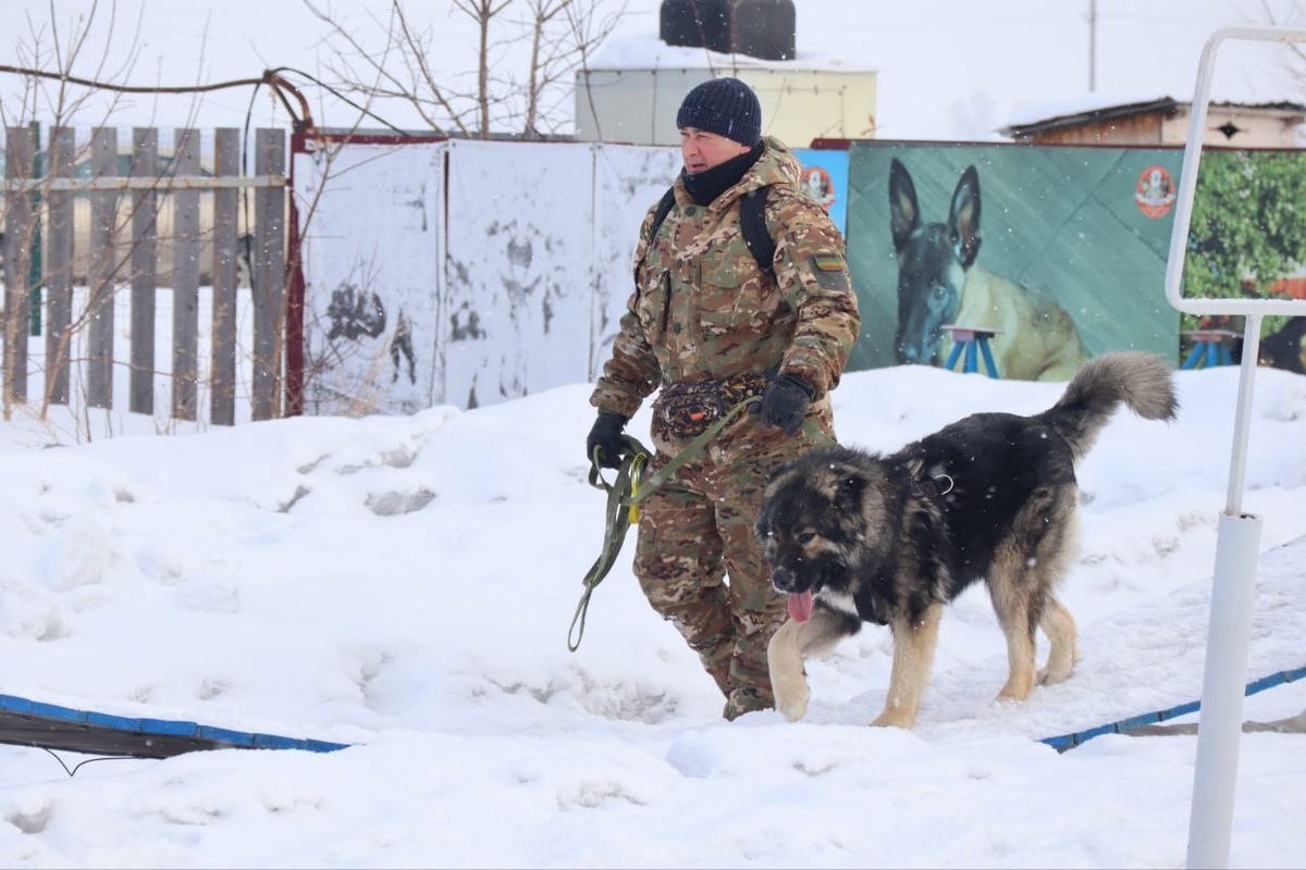 Одиссей ездит на тренировки с кинологом.