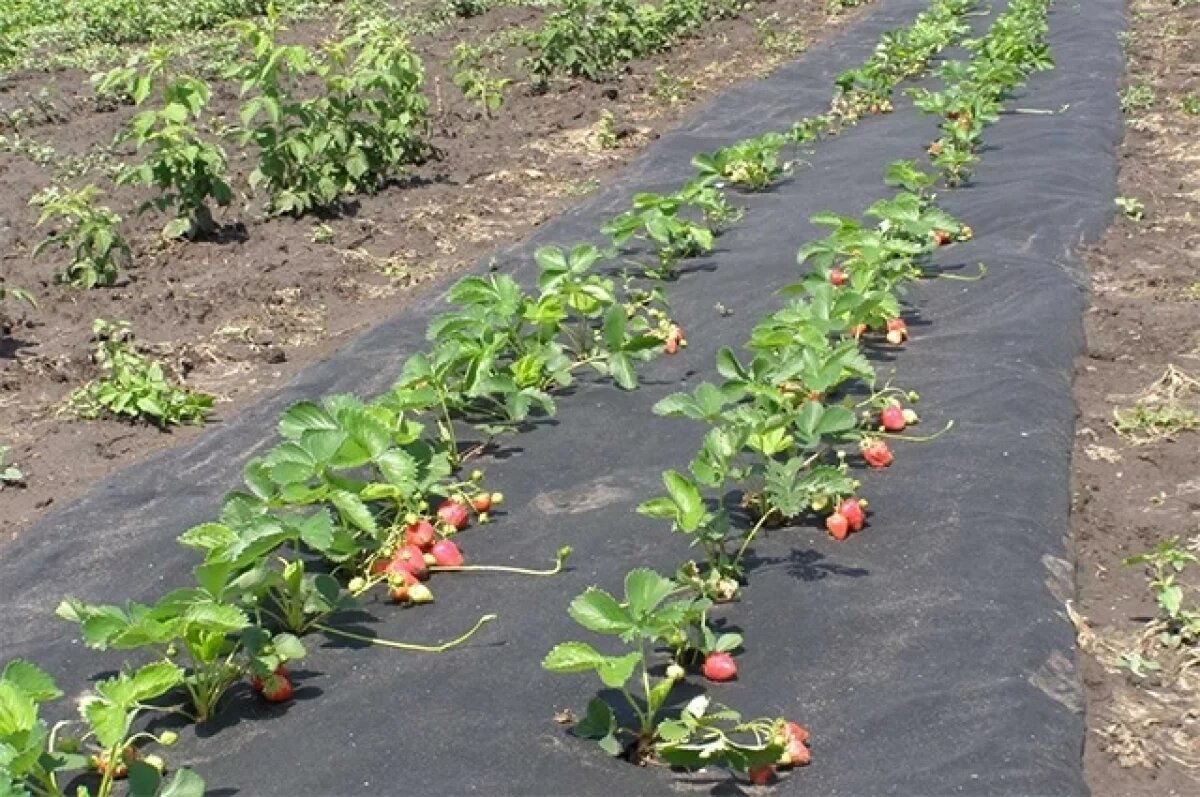    Будет как сахар.